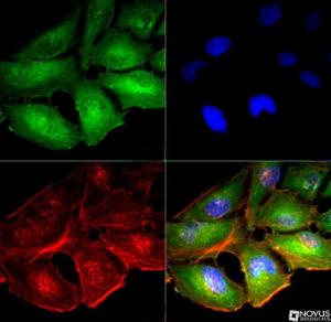 Anti-MFN1 Rabbit Polyclonal Antibody