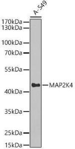 Western blot analysis of A-549, using Anti-MEK4/MKK4 Antibody (A306529) at 1:1,000 dilution The secondary antibody was Goat Anti-Rabbit IgG H&L Antibody (HRP) at 1:10,000 dilution Lysates/proteins were present at 25 µg per lane