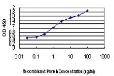 Anti-PDE6D Mouse Monoclonal Antibody [clone: 5C7]