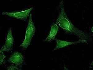 Anti-AHSA1 Rat Monoclonal Antibody [clone: 25F2.D10]