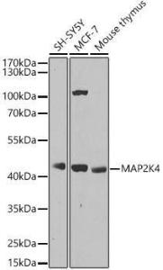 Western blot analysis of various lysates, using Anti-MEK4/MKK4 Antibody (A306529) at 1:1,000 dilution The secondary antibody was Goat Anti-Rabbit IgG H&L Antibody (HRP) at 1:10,000 dilution Lysates/proteins were present at 25 µg per lane