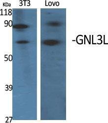 Anti-GNL3L Rabbit Polyclonal Antibody