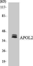 Western blot analysis of the lysates from HT 29 cells using Anti-APOL2 Antibody