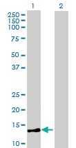 Anti-MRPL36 Mouse Polyclonal Antibody