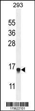 Anti-ENSA Rabbit Polyclonal Antibody (Biotin)