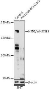 Western blot analysis of extracts from normal (control) and NSD3/WHSC1L1 knockout (KO) 293T cells, using Anti-NSD3 Antibody (A11848) at 1:1000 dilution. The secondary Antibody was Goat Anti-Rabbit IgG H&L Antibody (HRP) at 1:10000 dilution