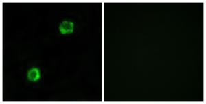 Immunofluorescence analysis of MCF7 cells using Anti-APOL2 Antibody The right hand panel represents a negative control, where the antibody was pre-incubated with the immunising peptide