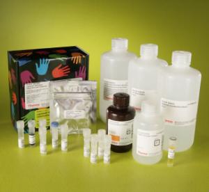 Chemiluminescent RNA EMSA kit, LightShift™