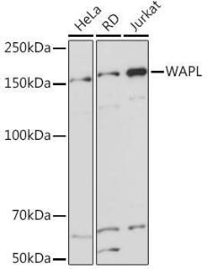 Western blot analysis of extracts of various cell lines, using Anti-WAPL/FOE Antibody [ARC2088] (A307938) at 1:1,000 dilution