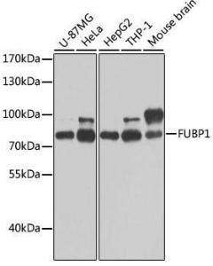 Anti-FUBP1/FBP antibody