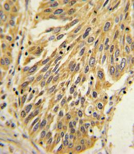 Anti-IL1B Rabbit Polyclonal Antibody (Biotin)