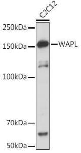 Western blot analysis of extracts of C2C12 cells, using Anti-WAPL/FOE Antibody [ARC2088] (A307938) at 1:1,000 dilution