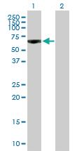 Anti-PDE9A Mouse Polyclonal Antibody