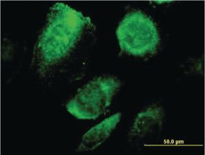 Anti-BCAP29 Mouse Monoclonal Antibody [clone: 4B10]