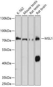 Anti-MSL1 Rabbit Polyclonal Antibody