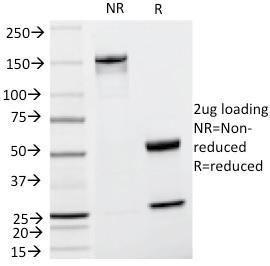 Antibody A249858-100 100 µg