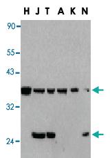 Anti-CFLAR Rabbit Polyclonal Antibody