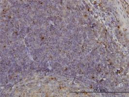 Anti-MCF2L Mouse Monoclonal Antibody [clone: 1D11]