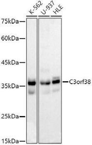 Western blot analysis of extracts of various cell lines, using Anti-C3orf38 Antibody [ARC2917] (A306531) at 1:1,000 dilution