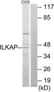 Antibody anti-ILKAP 100 µg