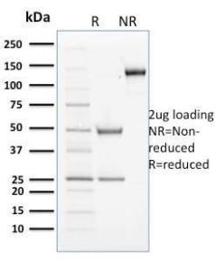 SDS-PAGE analysis of Anti-Cyclin B2 Antibody [X29.2] under non-reduced and reduced conditions; showing intact IgG and intact heavy and light chains, respectively. SDS-PAGE analysis confirms the integrity and purity of the antibody