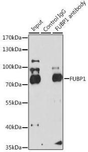 Anti-FUBP1/FBP antibody