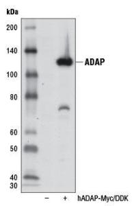 Anti-FYB Rabbit Polyclonal Antibody