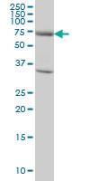 Anti-EXOC7 Mouse Monoclonal Antibody [clone: 1D4]