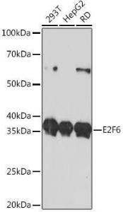 Western blot analysis of extracts of various cell lines, using Anti-E2F6 Antibody [ARC0628] (A306534) at 1:1000 dilution