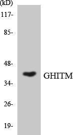 Anti-MICS1 Rabbit Polyclonal Antibody