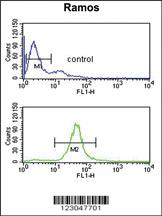 Anti-B3GALT6 Rabbit Polyclonal Antibody