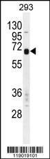 Anti-CPM Rabbit Polyclonal Antibody (PE (Phycoerythrin))