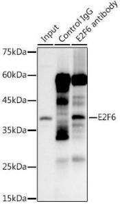 Immunoprecipitation analysis of 300 µg extracts of 293T cells using 3 µg of Anti-E2F6 Antibody [ARC0628] (A306534). This Western blot was performed on the immunoprecipitate using Anti-E2F6 Antibody [ARC0628] (A306534) at a dilution of 1:1000