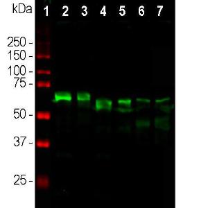 Anti-alpha Internexin antibody