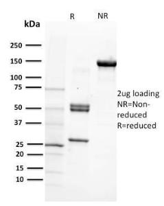 Antibody anti-CD29 12G10 100 µg