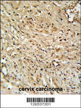 Anti-RPA43 Rabbit Polyclonal Antibody (Biotin)