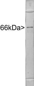 Anti-Alpha-Internexin antibody