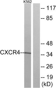 Anti-CXCR4 antibody