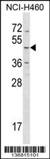 Anti-HRH4 Rabbit Polyclonal Antibody