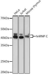 Western blot analysis of extracts of various cell lines, using Anti-hnRNP C1/C2/HNRNPC Antibody [ARC1366] (A306536) at 1:1,000 dilution