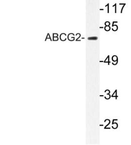 Western blot analysis of lysate from HT 29 cells using Anti-ABCG2 Antibody