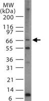 Anti-PRMT5 Rabbit Polyclonal Antibody