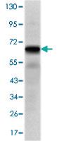 Anti-PTH1R Mouse Monoclonal Antibody [clone: 4D2]