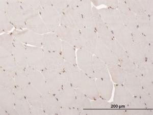 Anti-ARX Mouse Monoclonal Antibody [clone: 4H8]