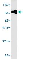 Anti-H5N1 Mouse Monoclonal Antibody [clone: 3F6]