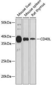 Western blot analysis of extracts of various cell lines, using Anti-TNFSF5 Antibody [ARC0399] (A306537) at 1:1,000 dilution