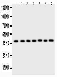 Anti-ARA9 Polyclonal Antibody