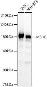 Antibody A309410-100 100 µl