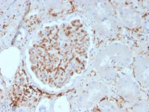 Immunohistochemical analysis of formalin-fixed, paraffin-embedded human kidney using Anti-CD29 Antibody [ITGB1/3613]