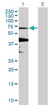 Anti-KLHL7 Mouse Polyclonal Antibody